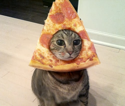 Cat wearing a pizza