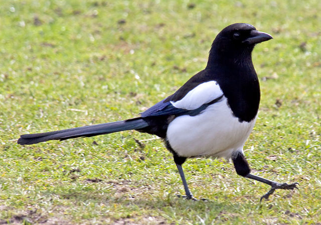 Magpie picture