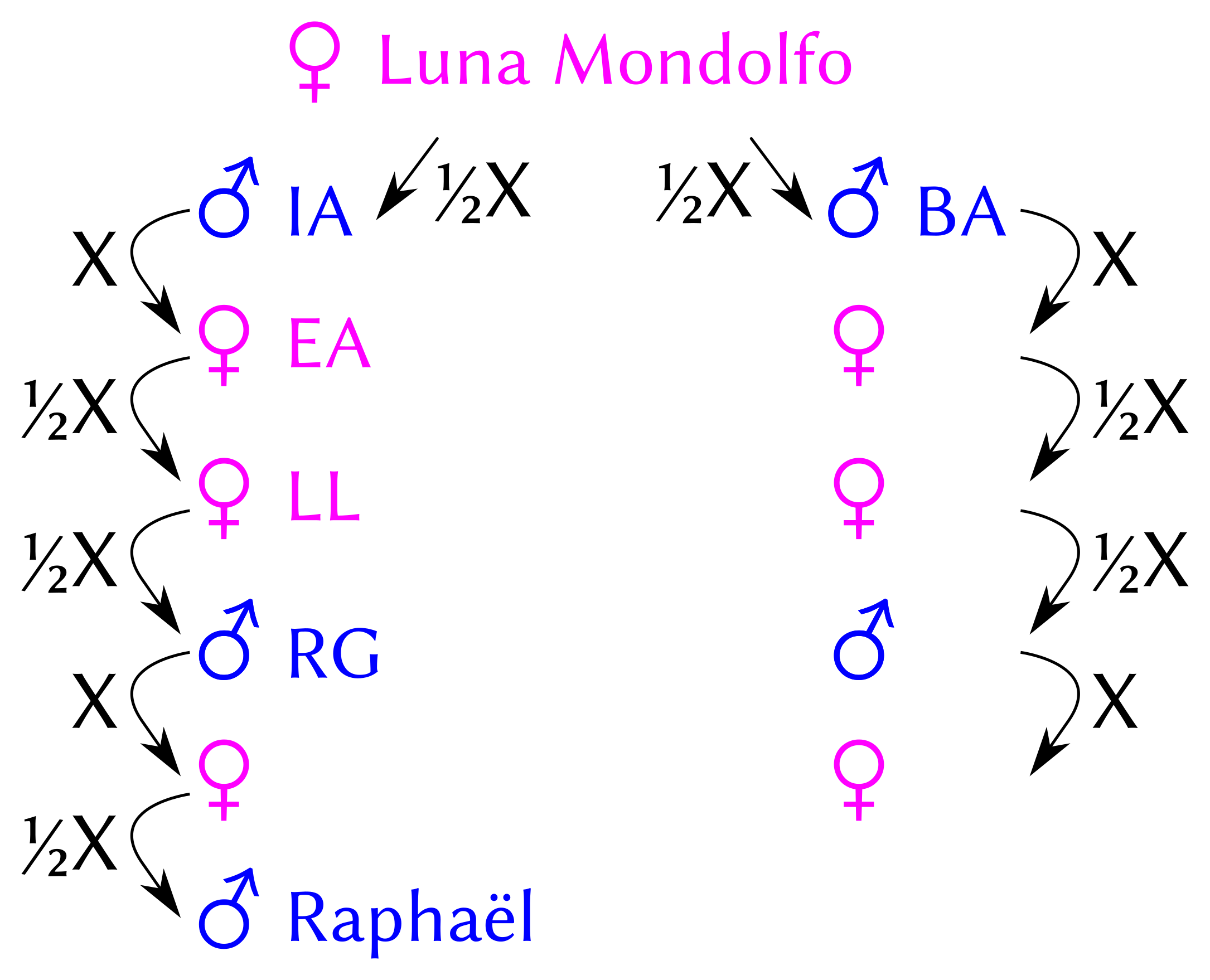 Tracing the X segment