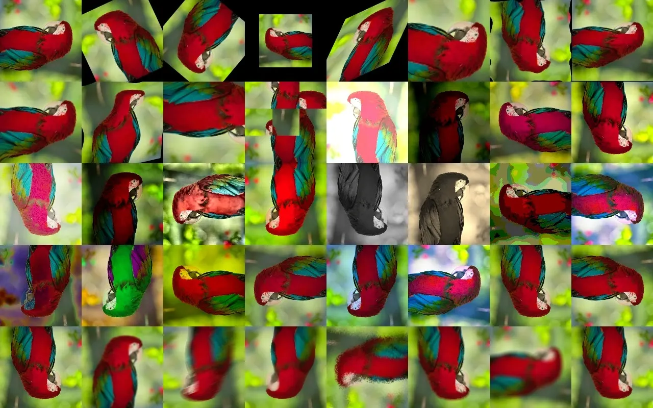 A single parrot image transformed into dozens of plausible training variants. One image, many augmentations