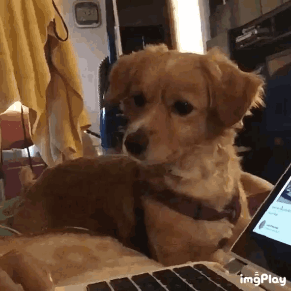 huh-dog