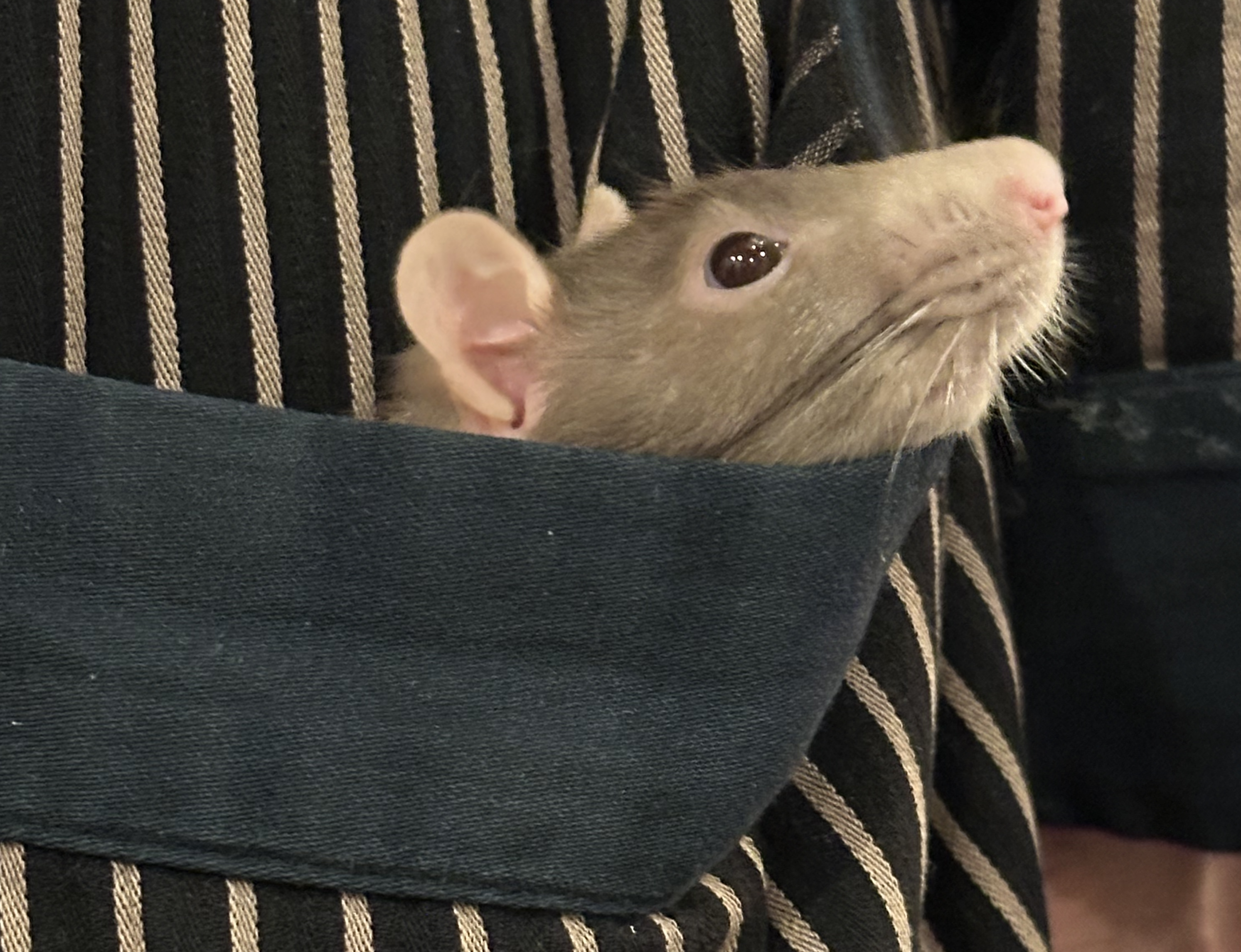 Katie rat enjoying some pocket hangtime. Photo by Adriana Villela