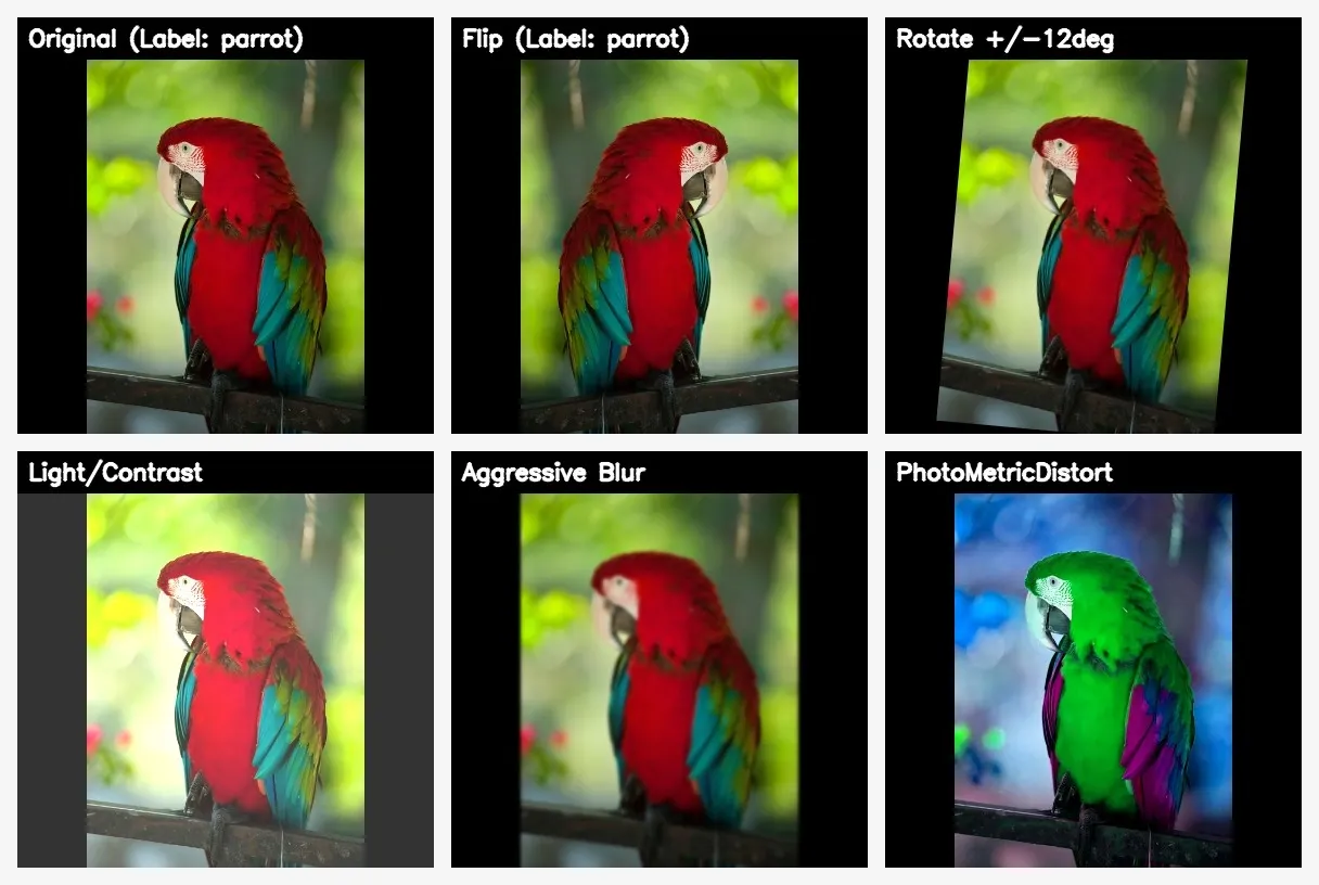 The class label remains ‘parrot’ under realistic geometry and color variation.