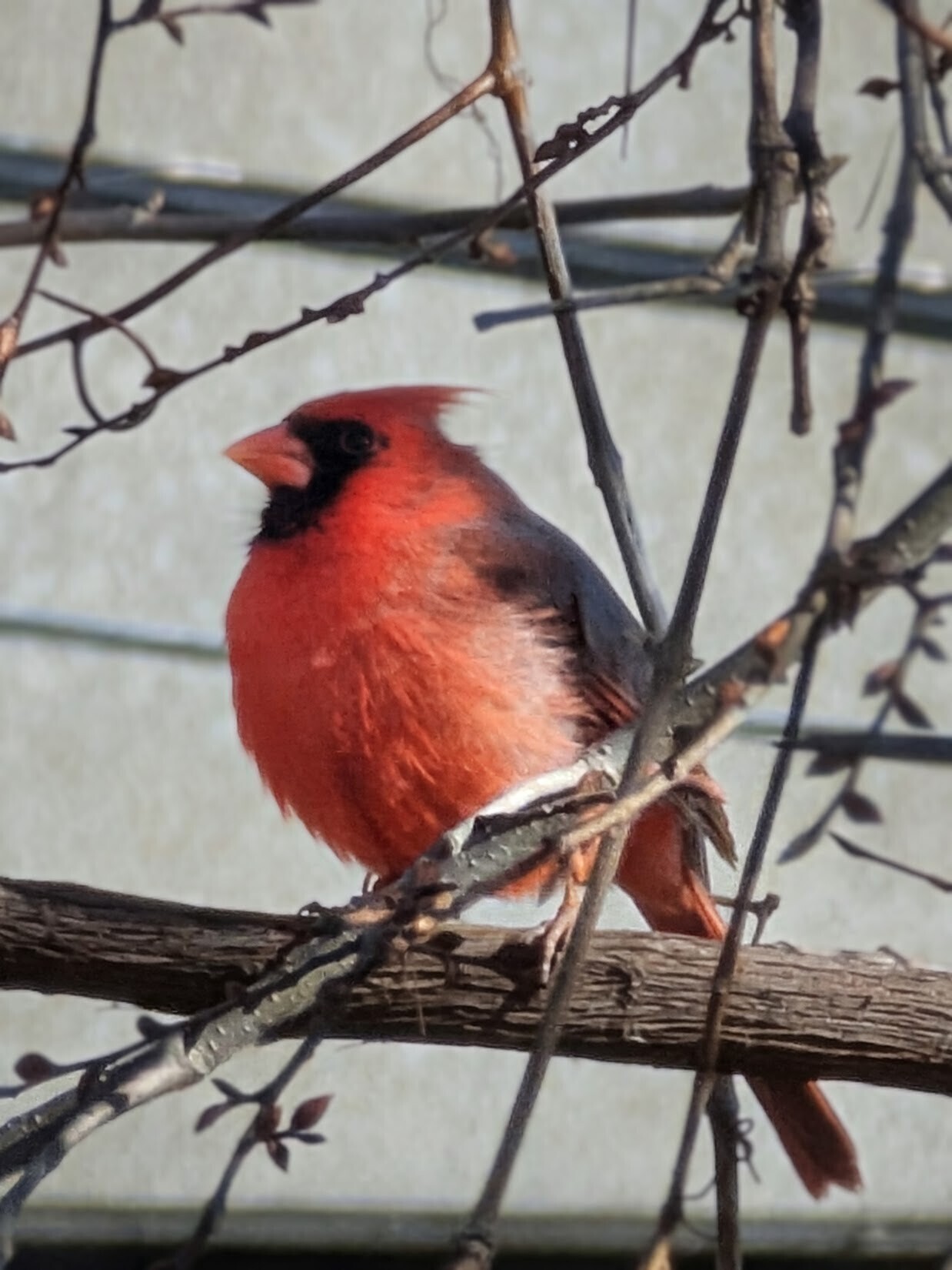 Male Cardinal