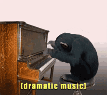 Piano-playing monkey