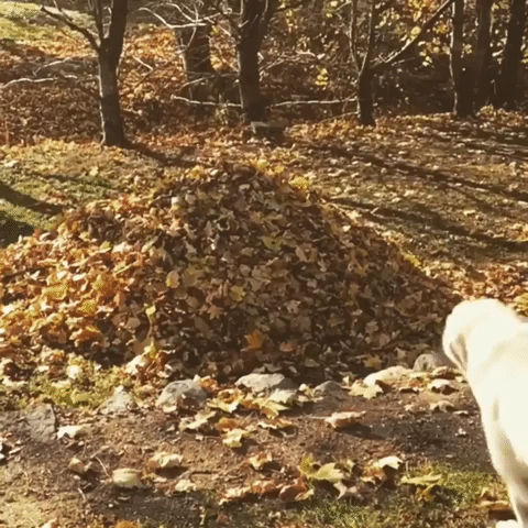 slow motion shot of a golden retriever jumping into a pile of leaves
