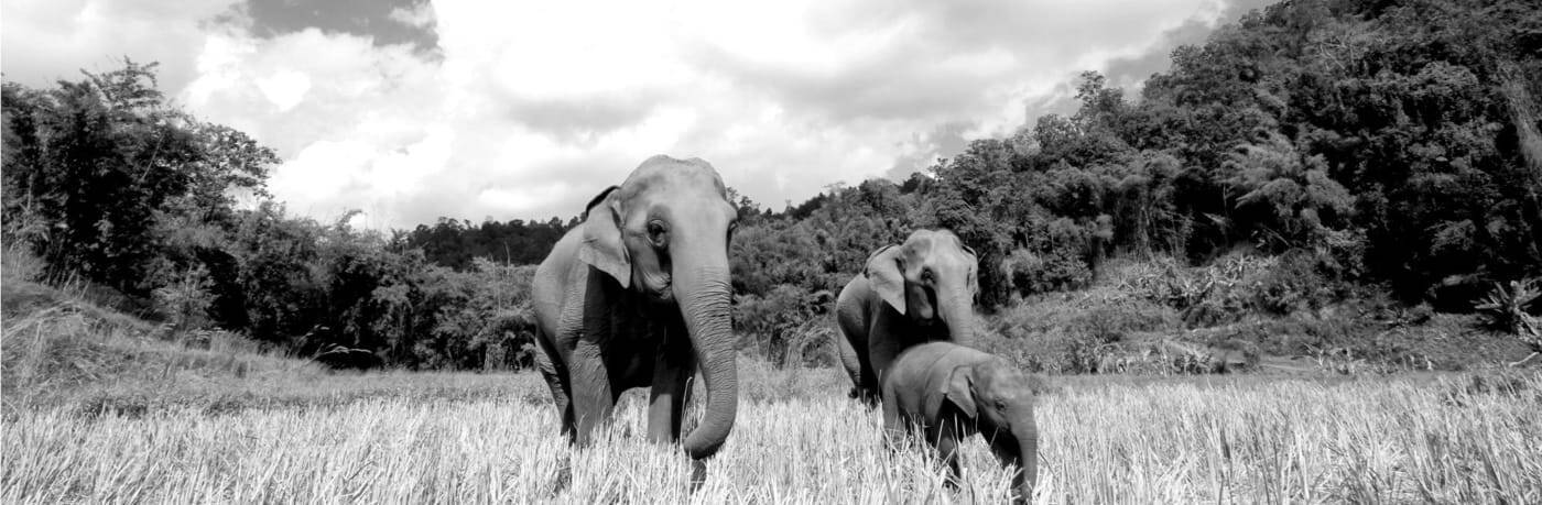 black-and-white-photo-of-elephants-on-a-field