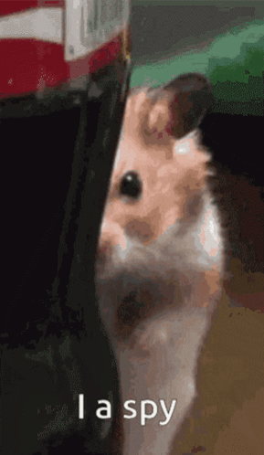 Spy hamster