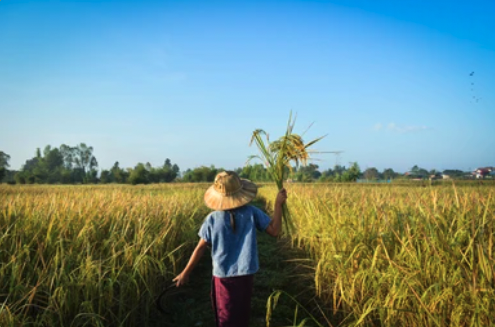 Person walking in wheat field with harvest in hand