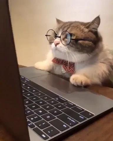 Cat with glasses using computer