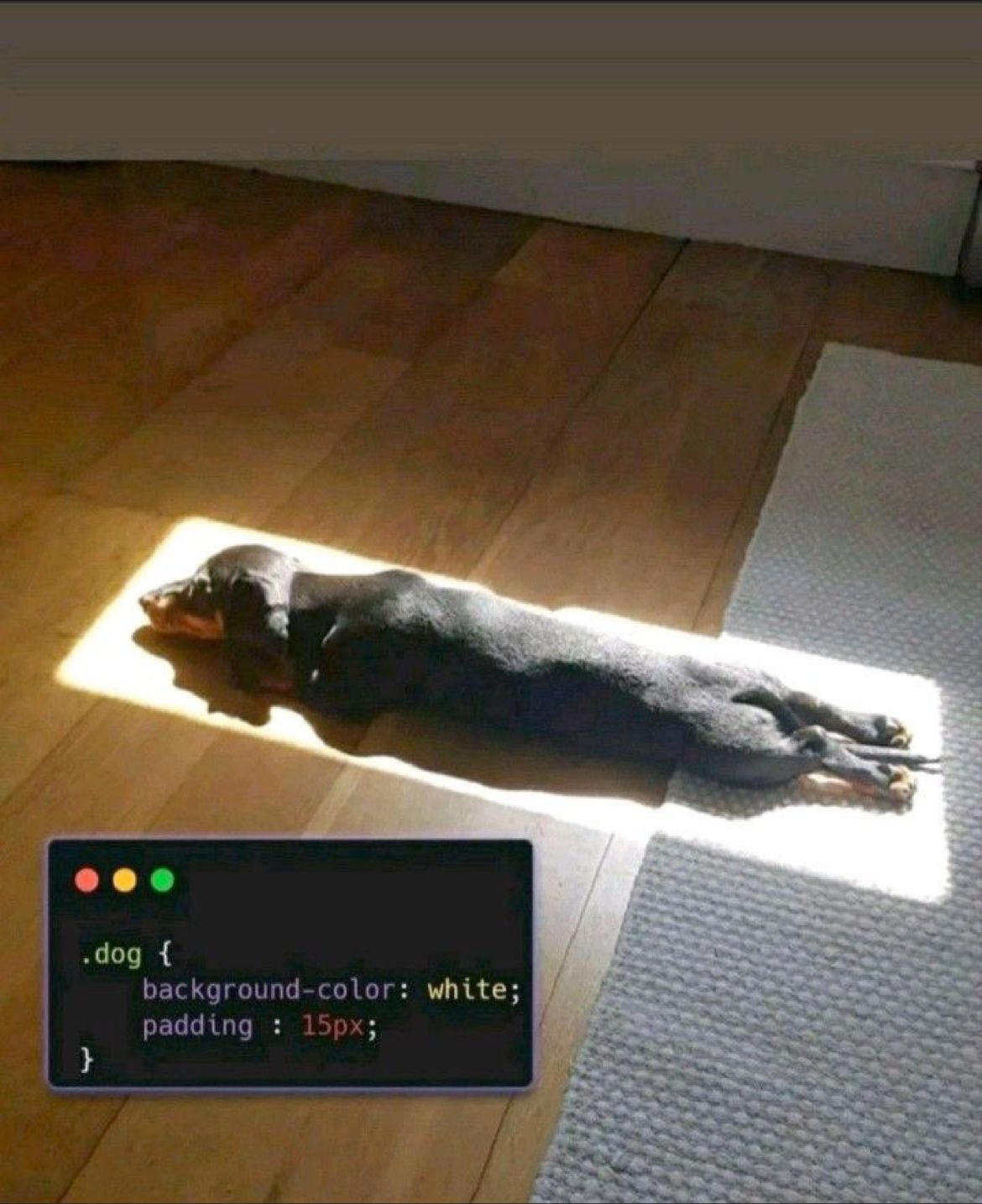 Meme of the week - dog padding