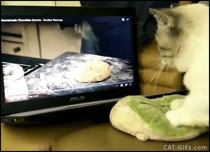 Cat making dough