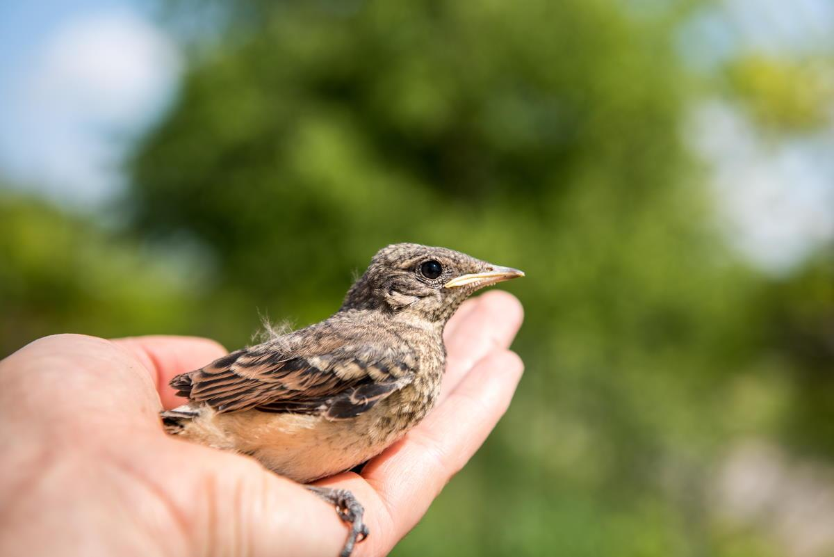 Hand holding a bird