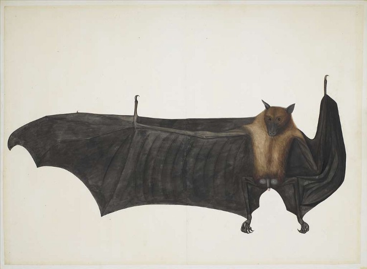 Bat image Python