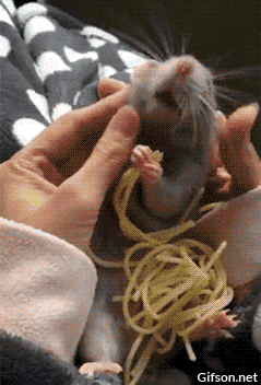 A cute little rodent chowing down on spaghetti in the palm of somebody's hands