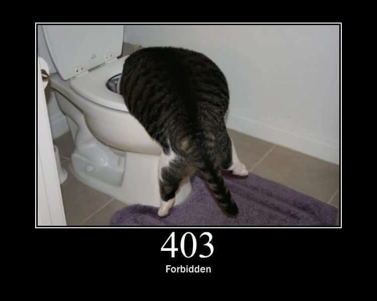cat representation of error 403