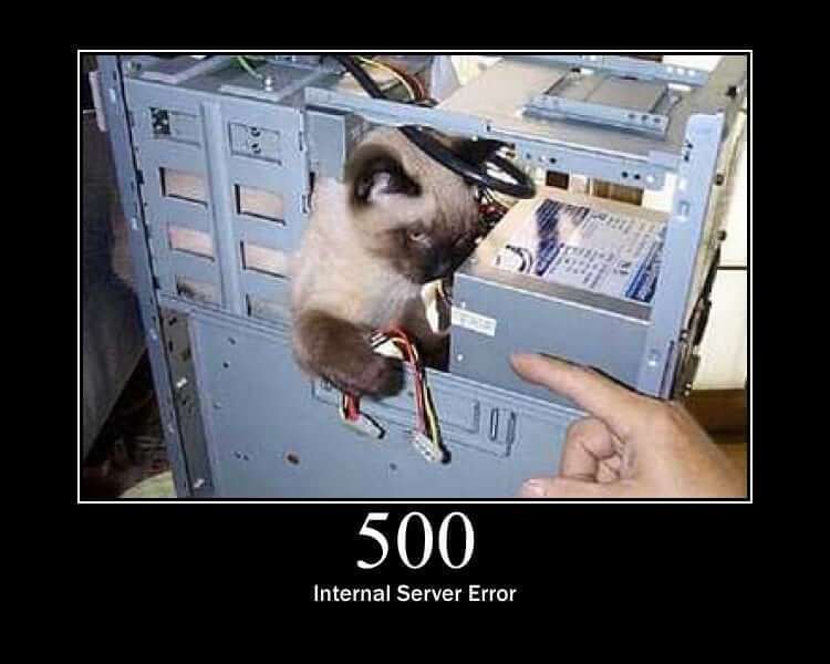cat demosntrating error 500