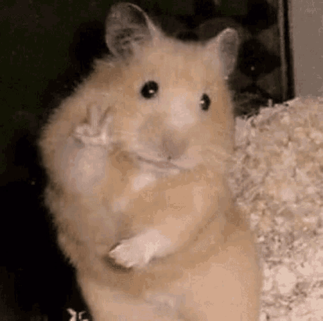 Ghost Hamster