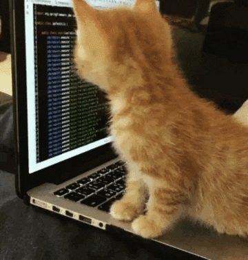 Every developer's best companion — a coding cat
