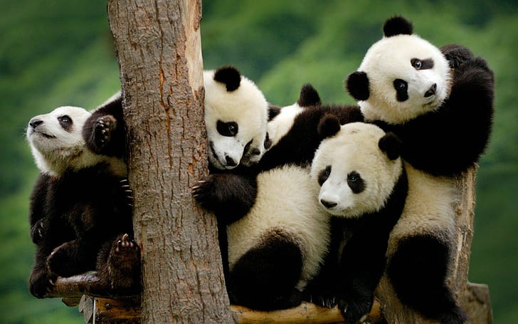 Pandas baby!
