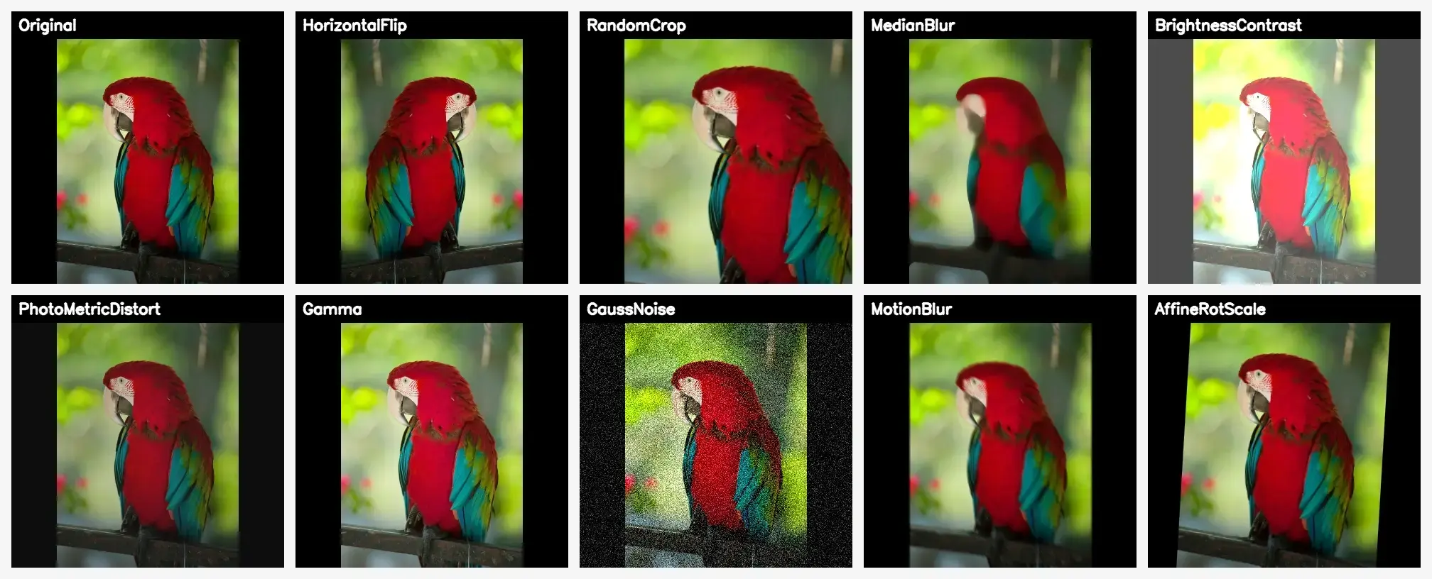 A single source image can generate many plausible training variants. Parrot augmentation collage