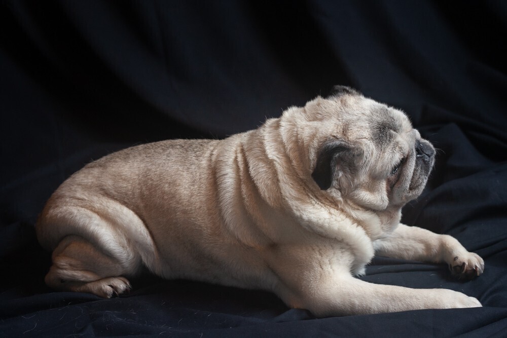 Senior pug Gary photographed against a black backdrop and with studio lighting.