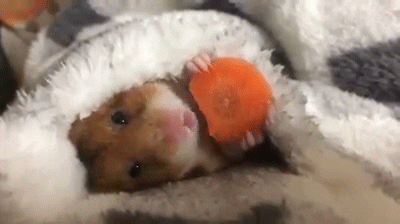 A tiny cute hamster laying rolling up in a blanket and eating a carrot. It's holding the carrot with its cute little hands and looking directly into the camera as it munches away contently.