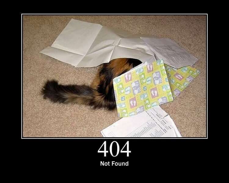 cat representinf the 404 error