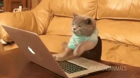 Cat Hacking