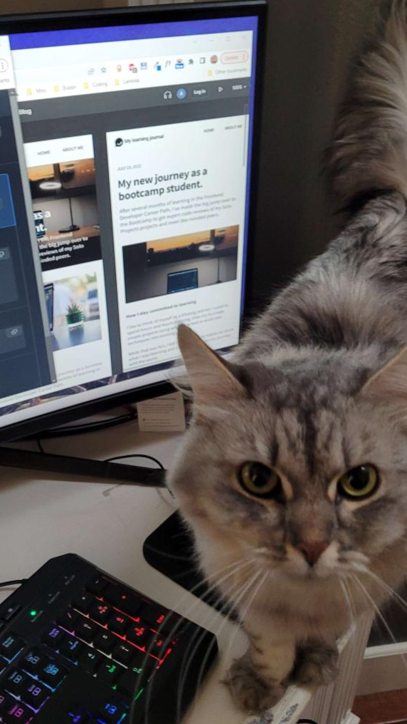 Scrimba Pets - Mika the cat not letting Vish code!