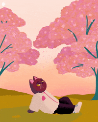 Hanami: contemplating the flowers