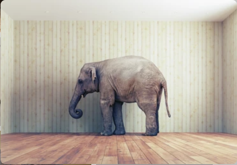 Elephant standing in an empty room