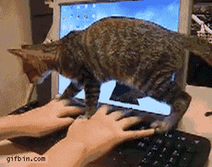 Cat on keyboard