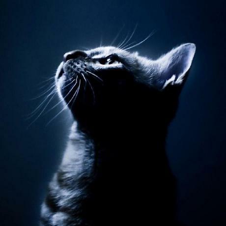 mrhabibi profile image